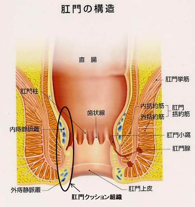 肛門の解剖